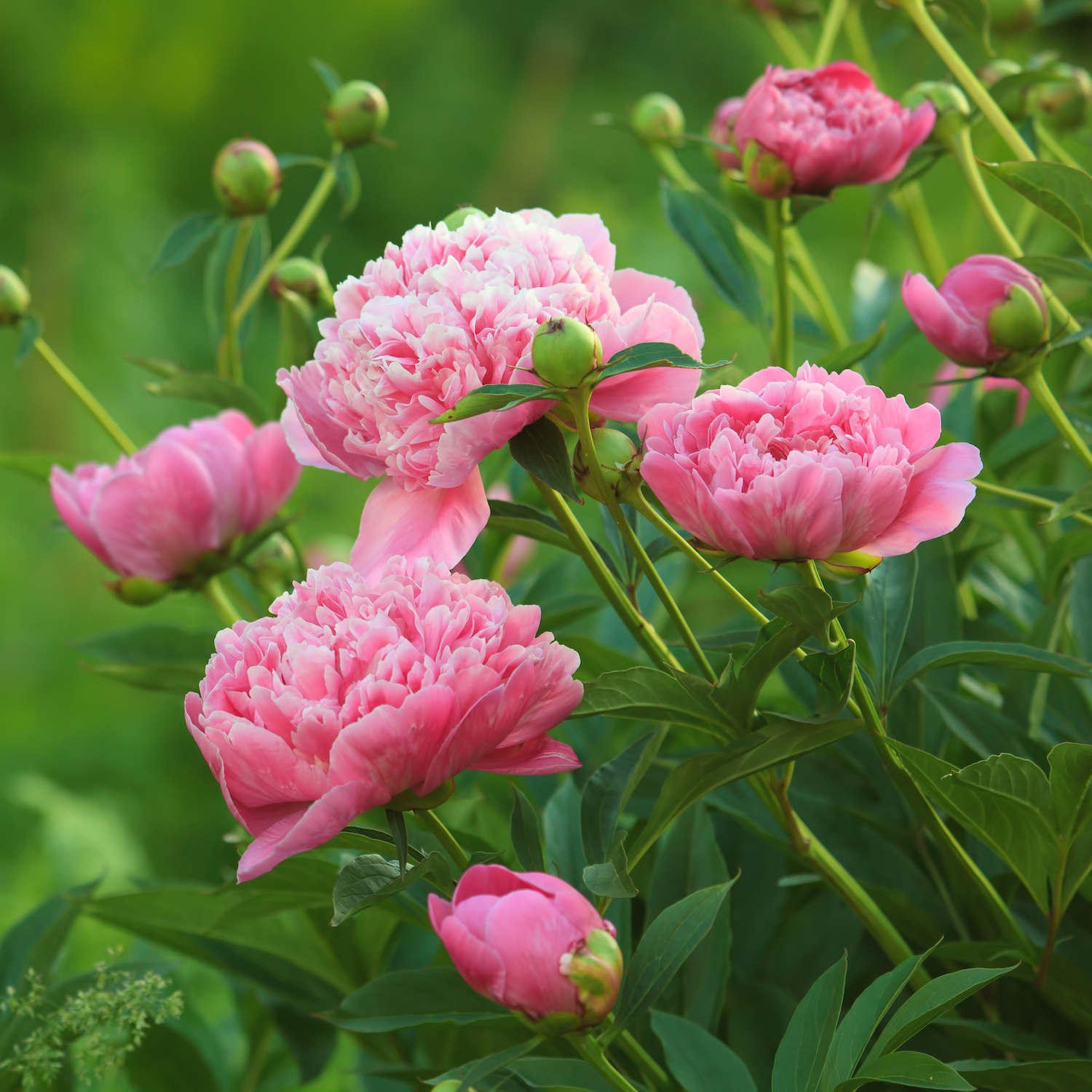 Classic Pink Peonies by New Vintage Handbags