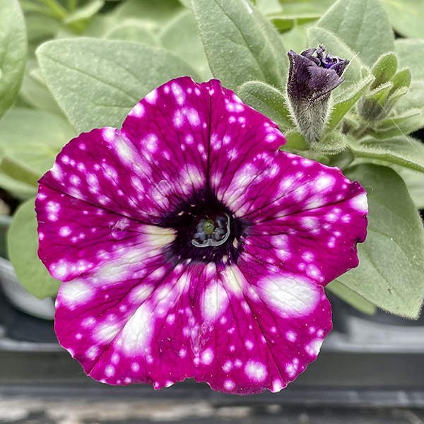 Most Popular Annual Flowers in Massachusetts, Pink Petunia Annuals, Weston Nurseries