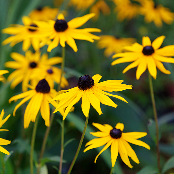 Best yellow perennials to grow in gardens in Massachusetts in Spring, Rudbeckia Goldsturm perennial flowers, Weston Nurseries