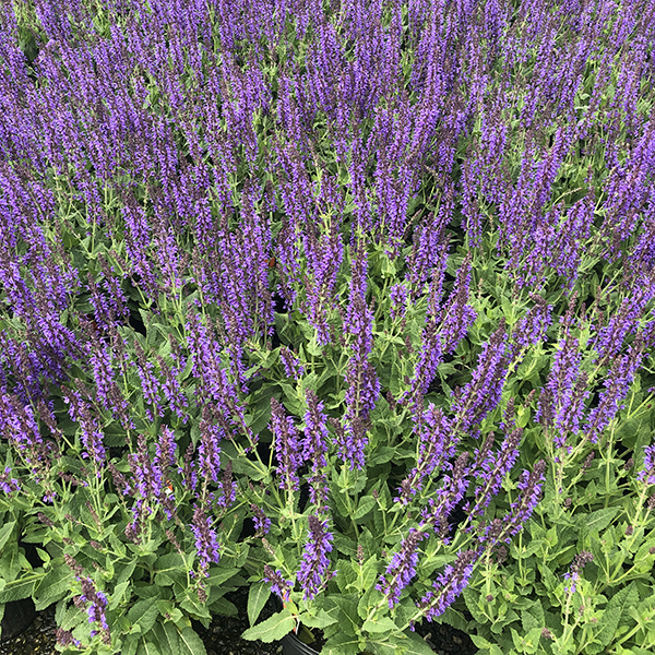 Purple perennials to grow in Zone 6 in the spring, Salvia May Night perennial flowers, Weston Nurseries