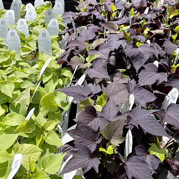 Most Popular Annual Flowers in Massachusetts, Green and Purple Sweet Potato Vine Annuals are great for container gardens, Weston Nurseries 