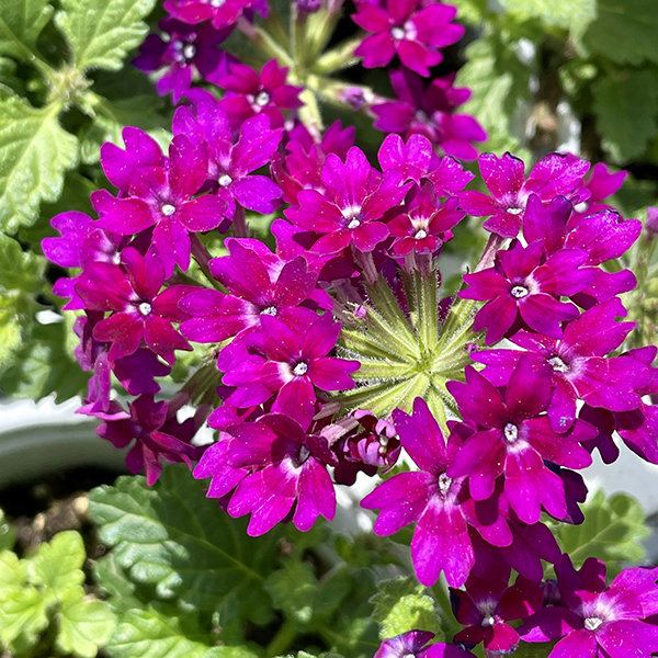 Weston Nurseries has annuals that are great for container gardens and add a pop of color to your landscape