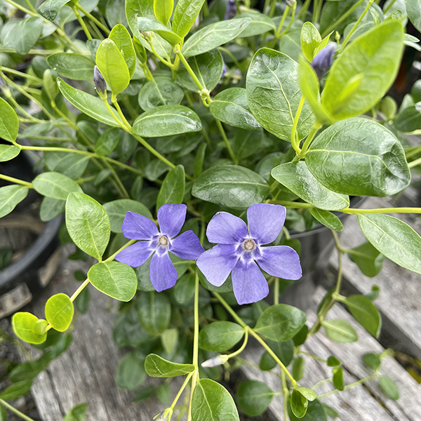 Best purple perennials to grow in gardens in Massachusetts during Spring, Vinca Minor Bowles perennial flower, Weston Nurseries