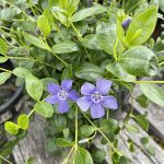 Best Perennials to grow in Massachusetts during Spring, Vinca Minor Bowles Perennial flower, Weston Nurseries