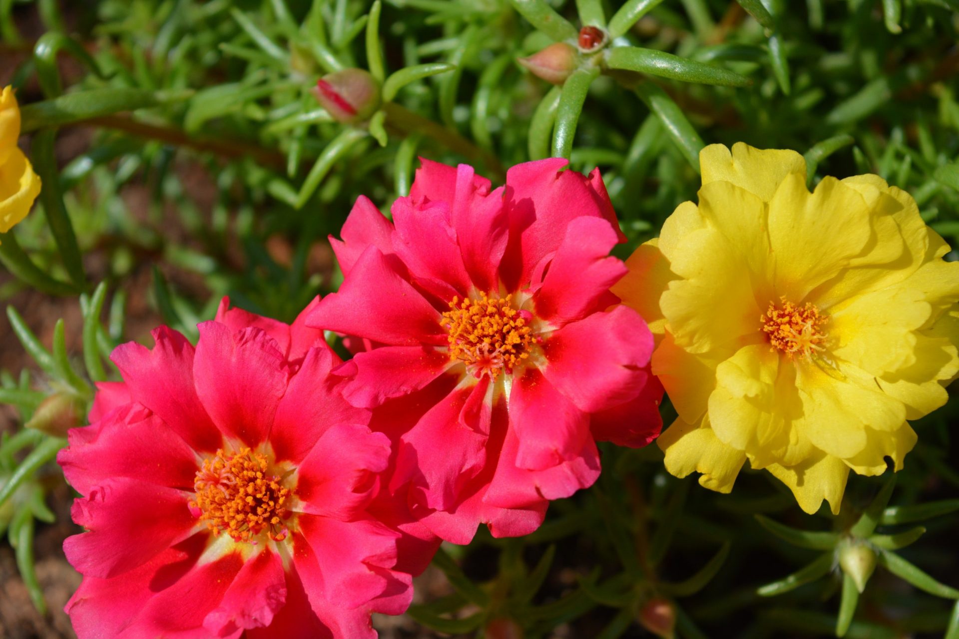 Moss Rose Flower Weston Nurseries