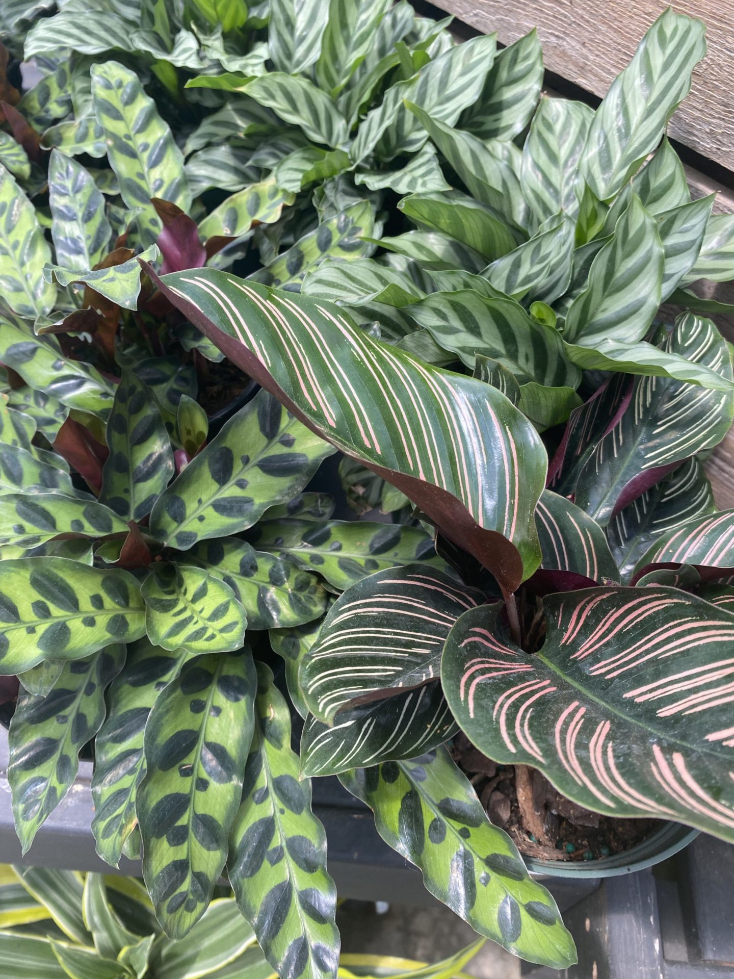 Tropical Foliage