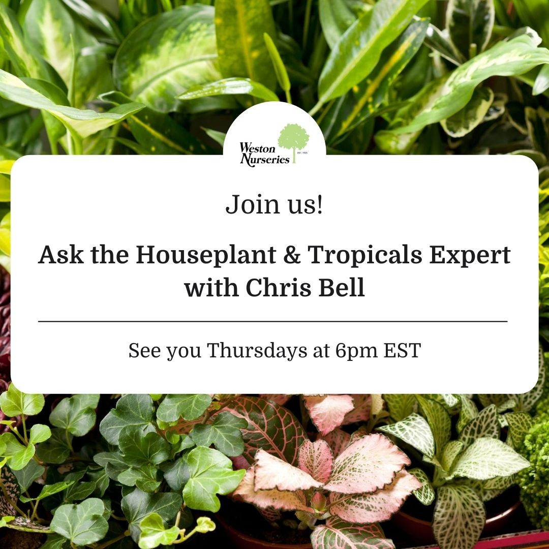 Ask the houseplant & tropicals expert
