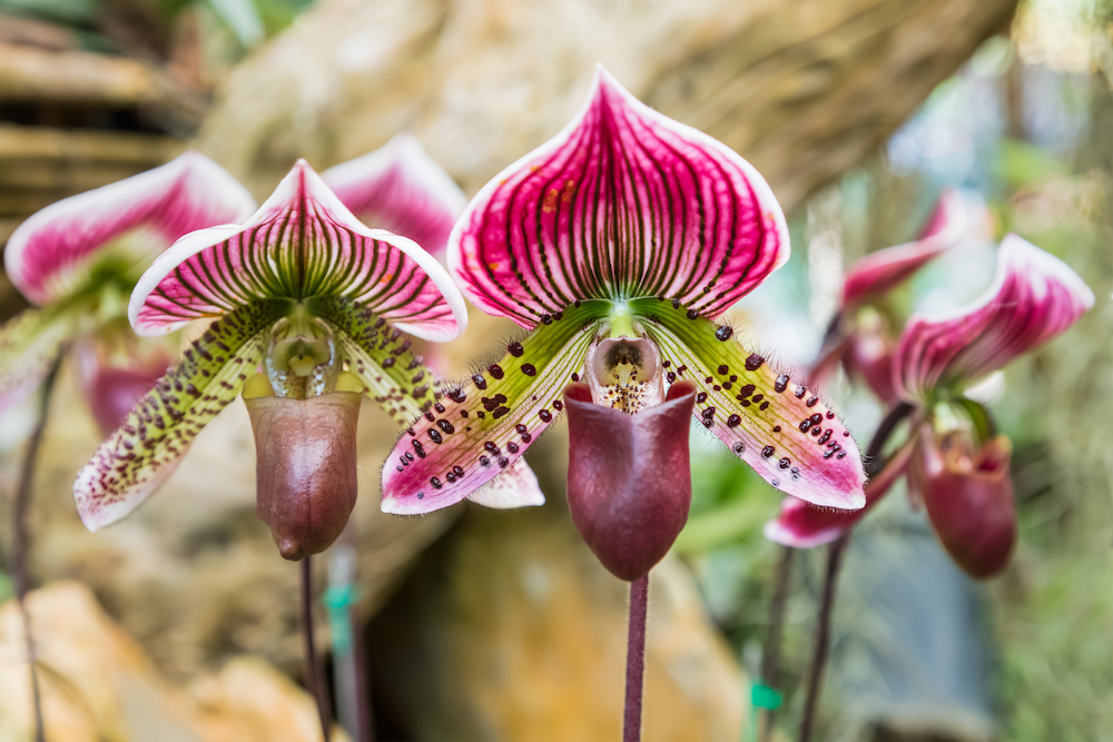 Pink lady's slipper orchids (Paphiopedilum collosum) Weston Nurseries