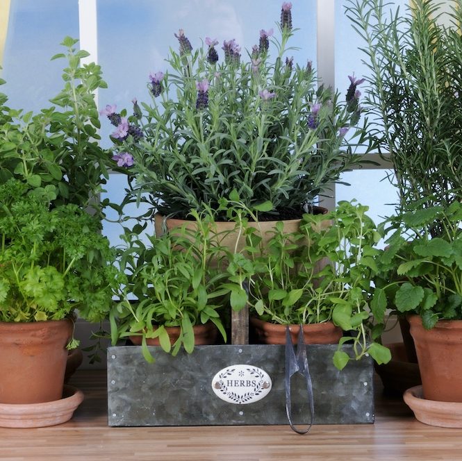 Various herbs in pots on window sill Weston Nurseries