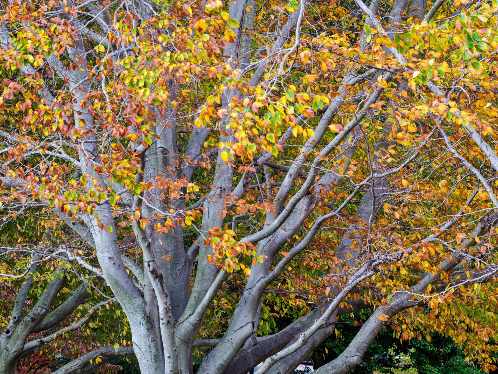 Beech Tree Weston Nurseries