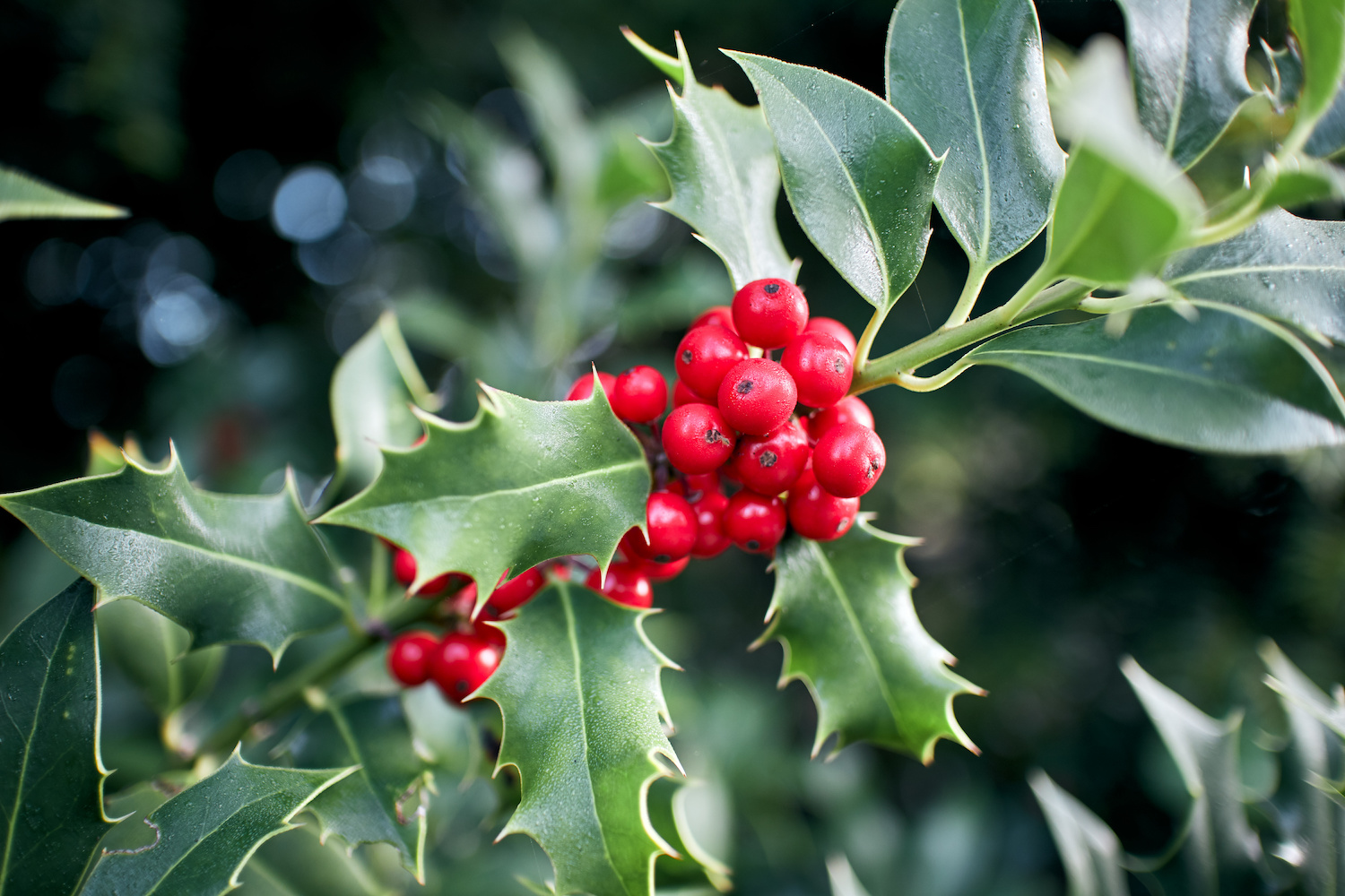 Green Holly Bush leaves with a cluster of vibrant red berries.