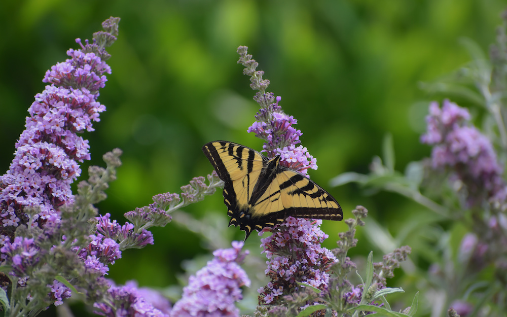 Buddleia (Butterfly Bush) in bloom with a Swallowtail butterfly perched on it. Weston Nurseries