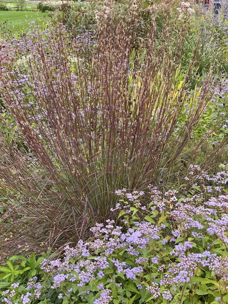 little bluestem grass weston nurseries. courtesy of Catherin Cooper