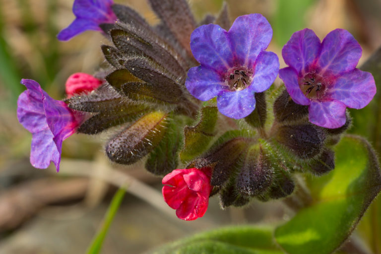 Perennials for Dry Shade Weston Nurseries