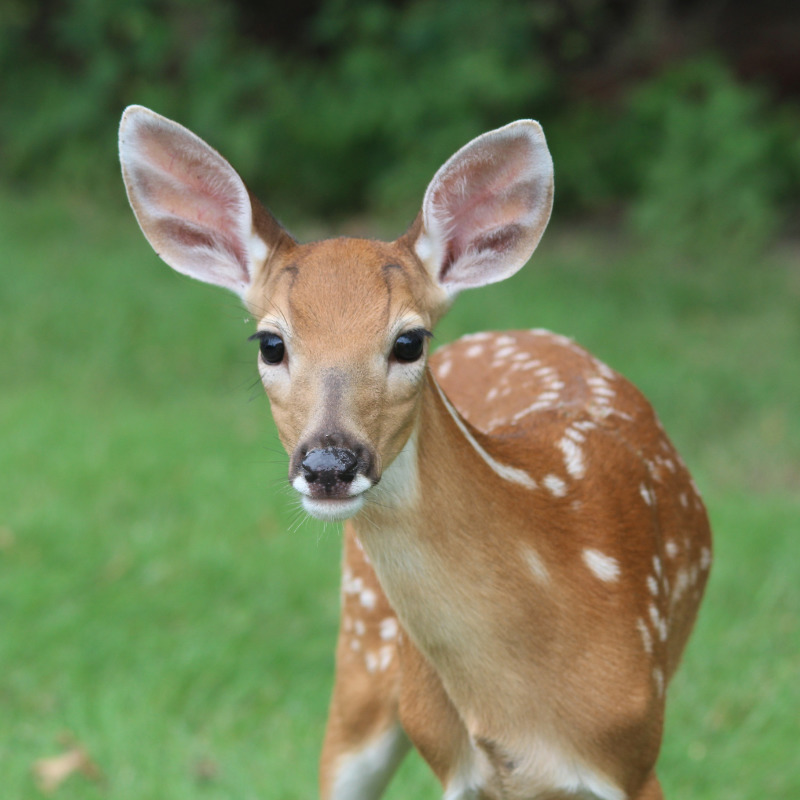 White spotted baby deer