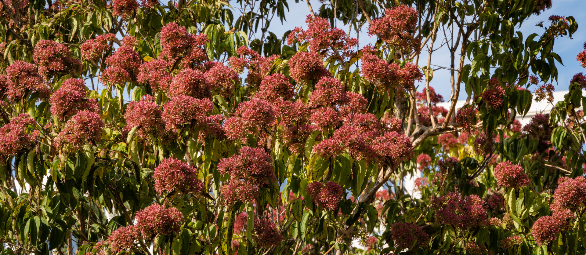 Seven son flower tree, Heptacodium miconioides