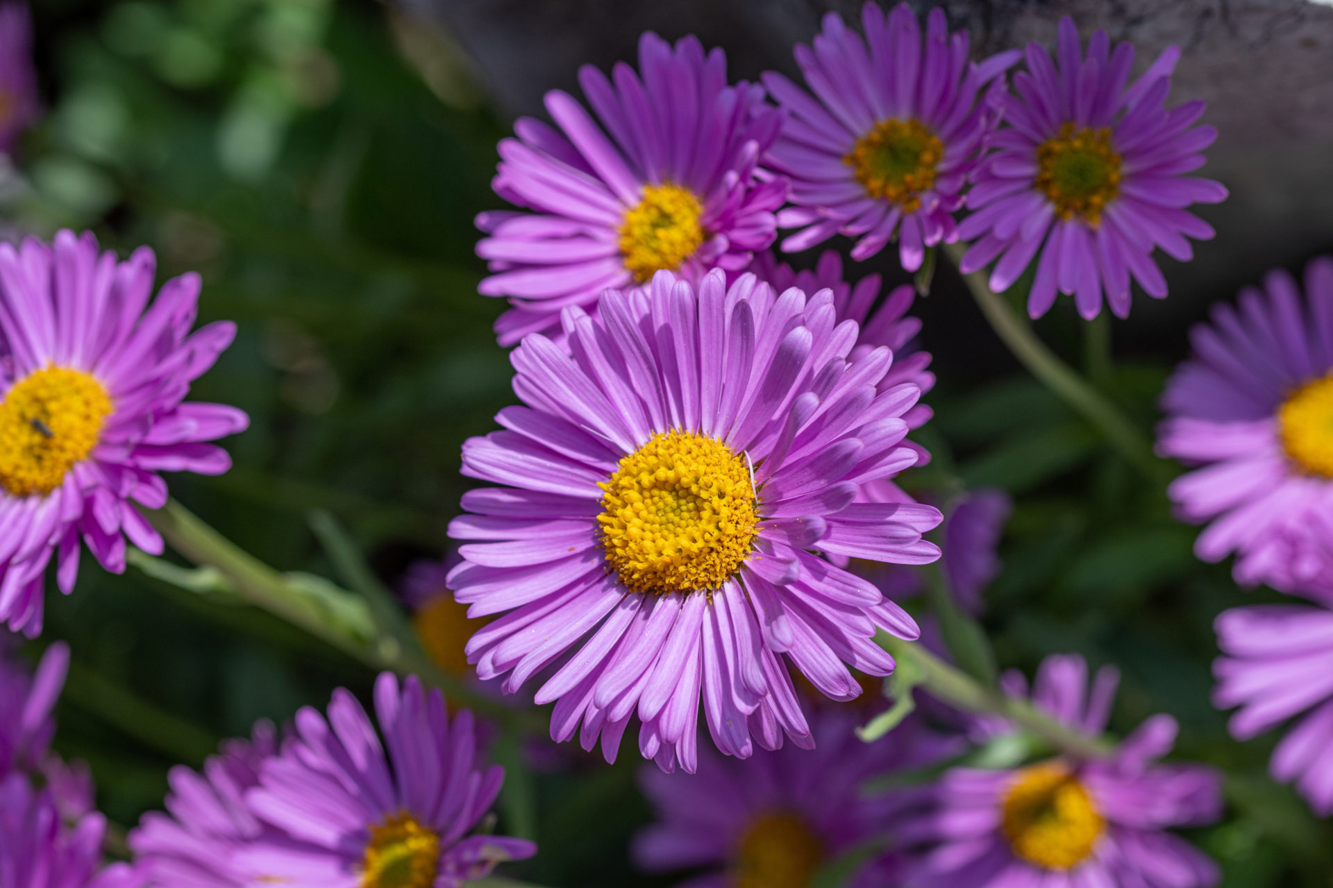 Field of purple Aster perennial flowers