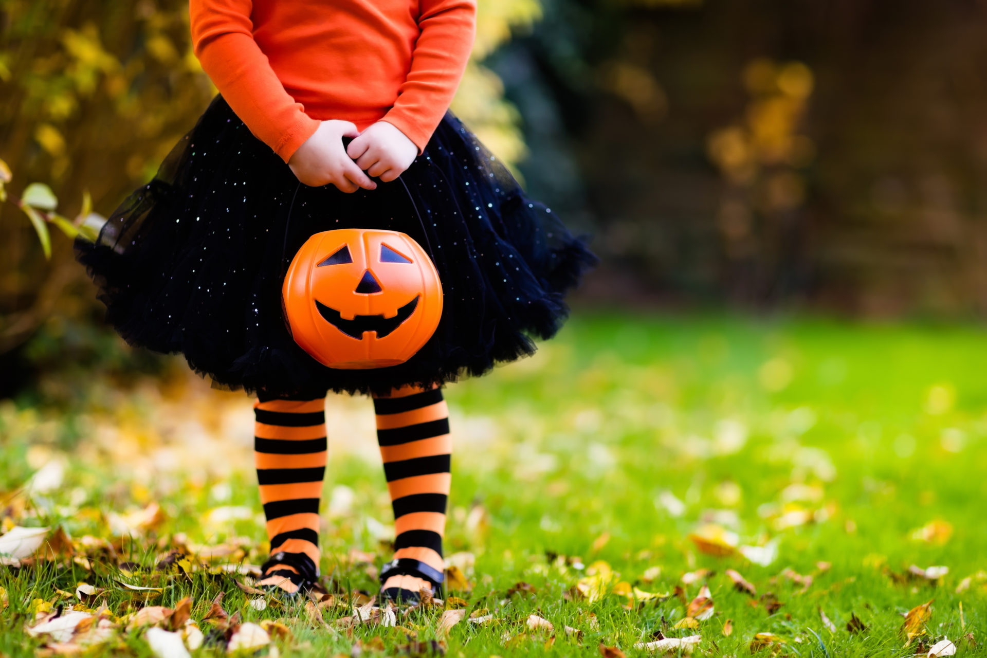 little girl in witch costume holding jack o lantern for candy