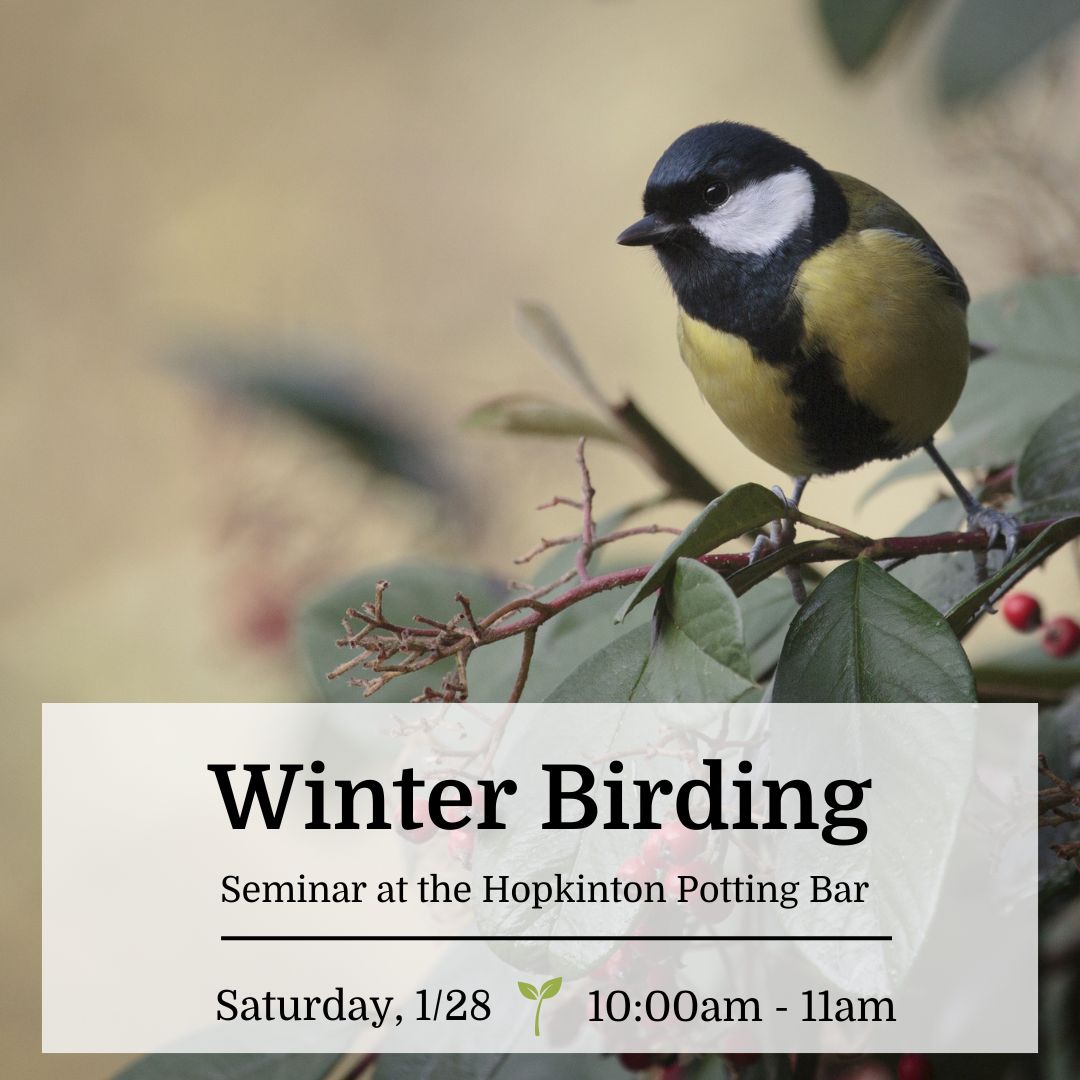 winter birding