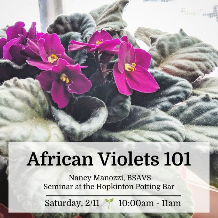 African Violets 101 Weston Nurseries