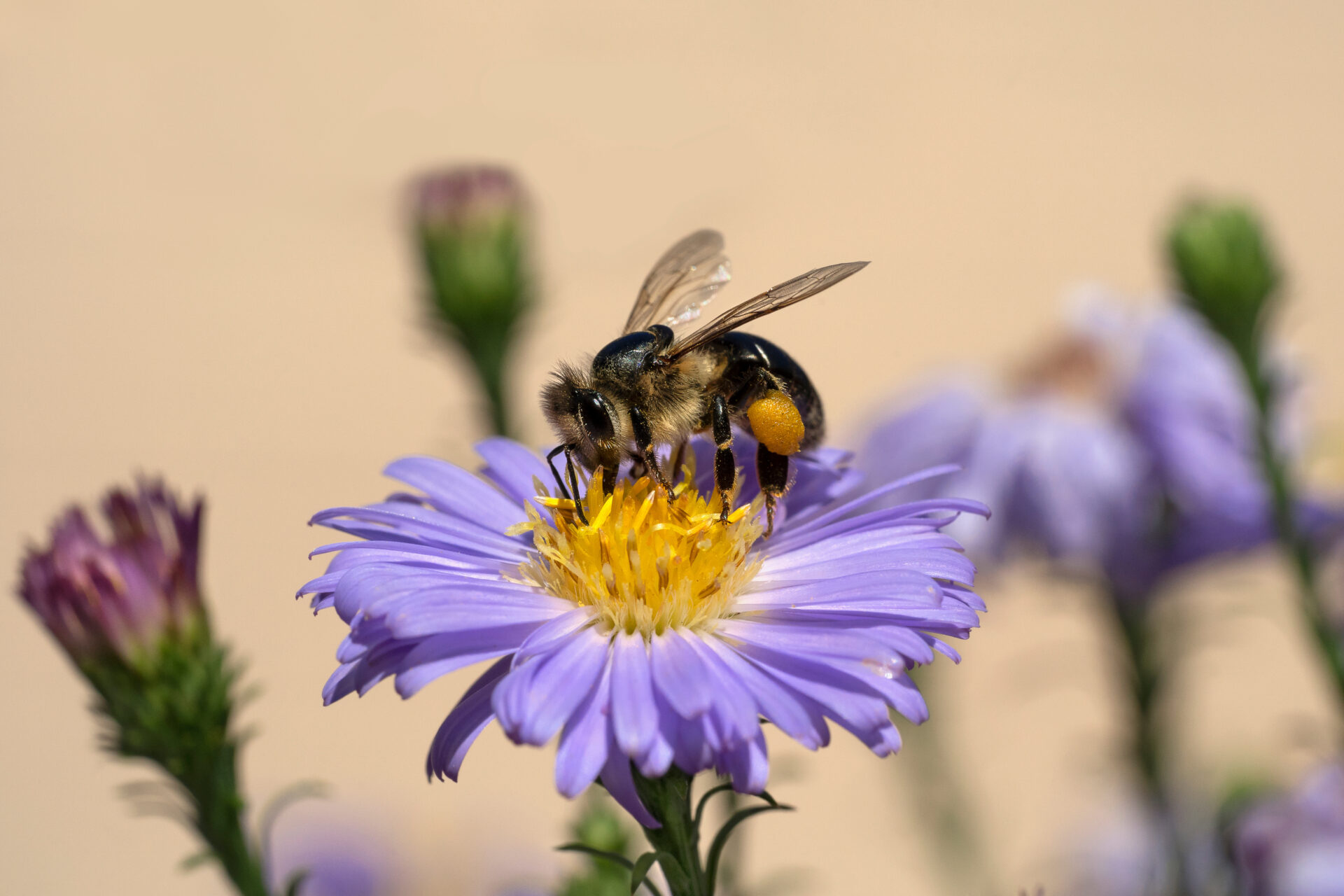 Honeybee on a Symphyotrichum novi-belgii (New York Aster) flower.