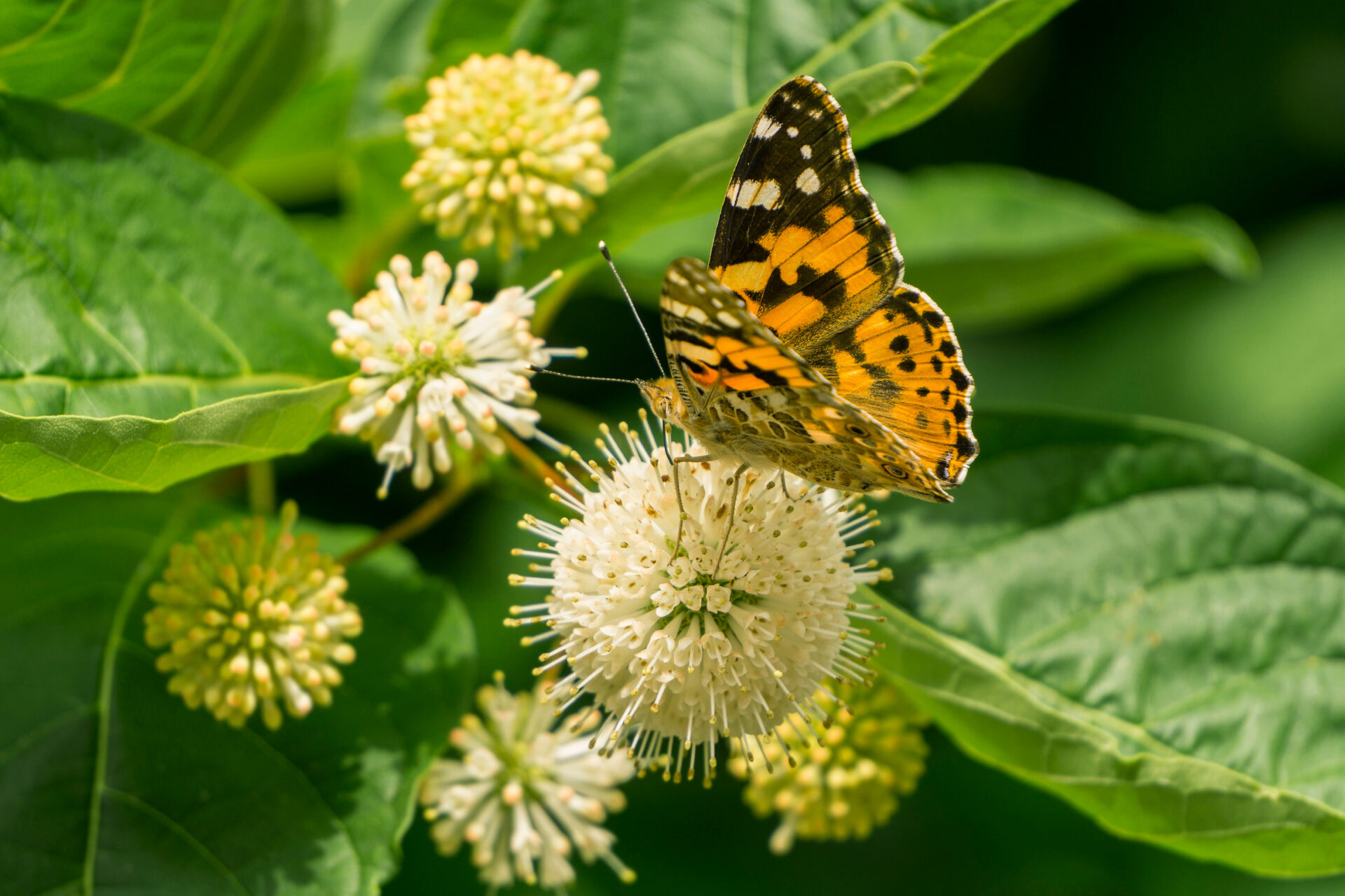 Butterfly urticaria. Family Nymphalids, species of the genus Aglais. On the flower head, Cephalanthus occidentalis. 