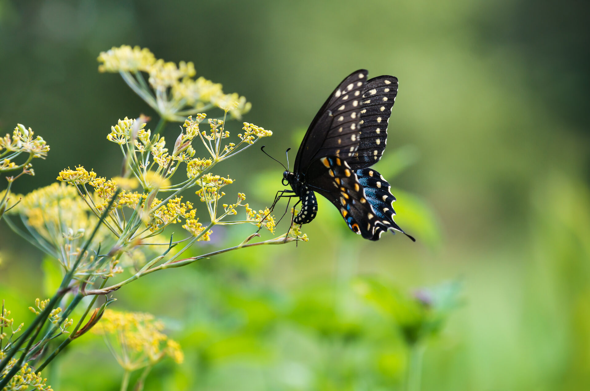 Black Swallowtail butterfly (Papilio polyxenes) laying eggs on flowering dill plant in the garden. 