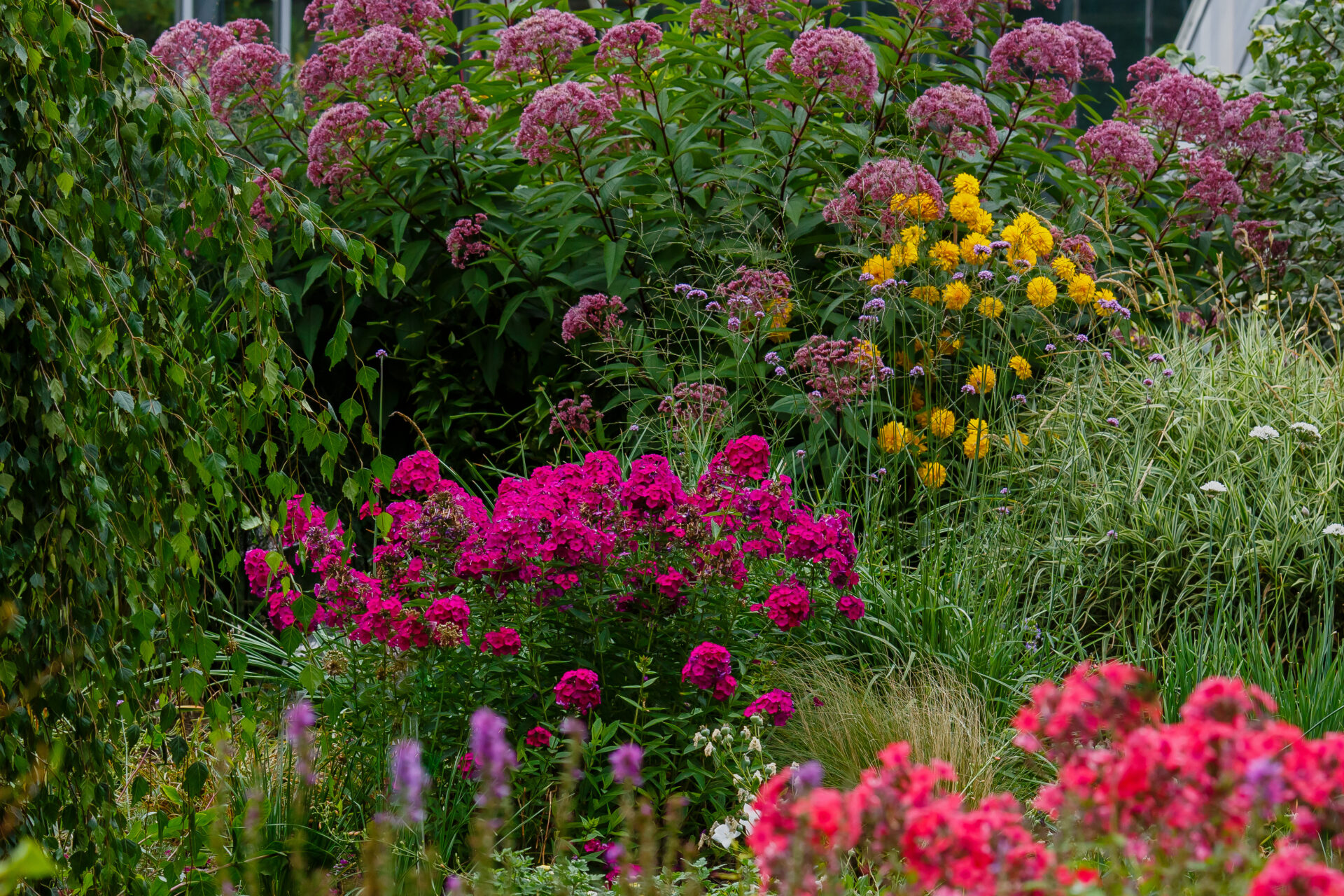 Pollinator perennial garden