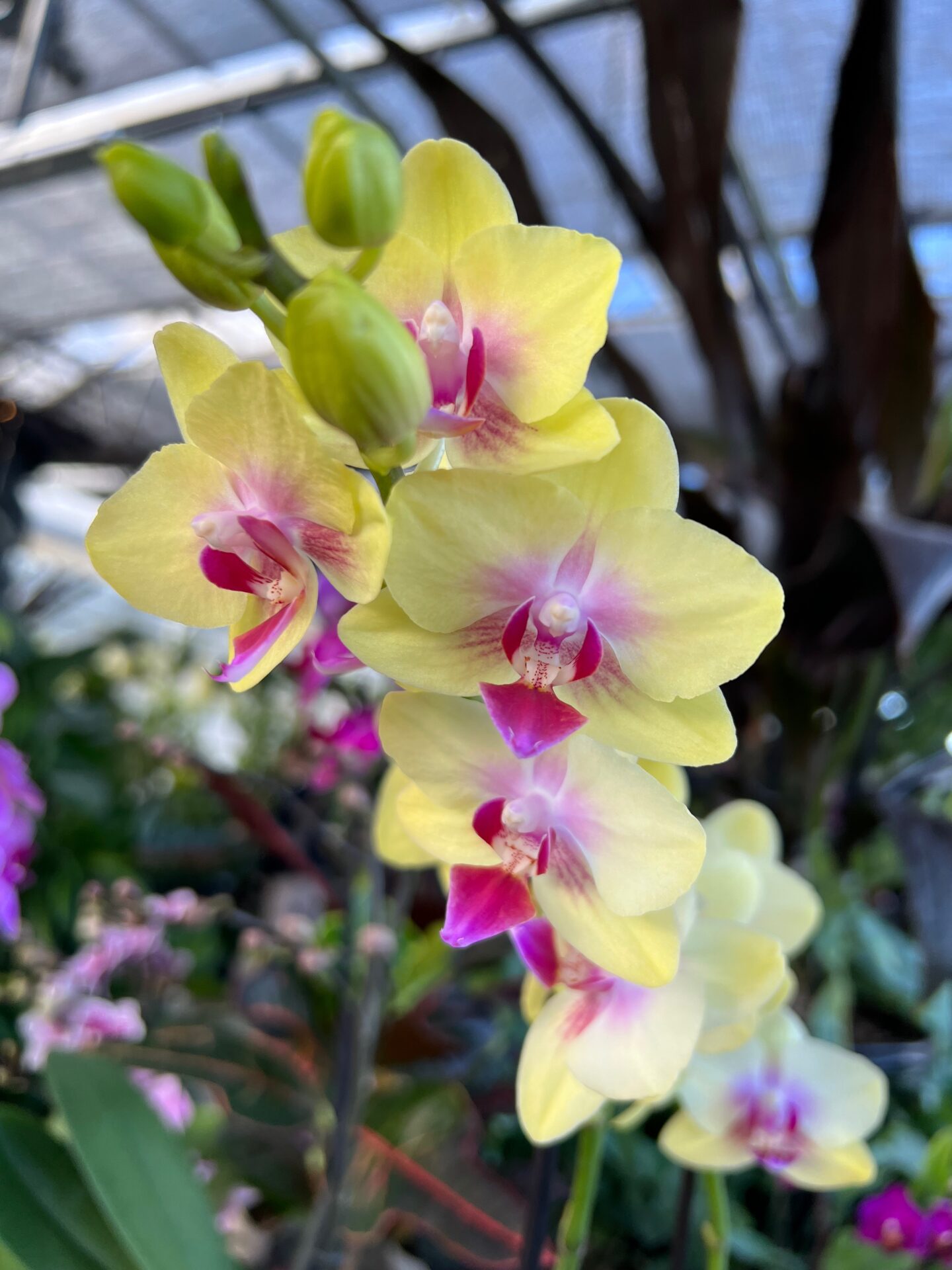 Yellow Orchid in a greenhouse