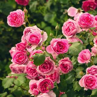 Beautiful pink rose bush