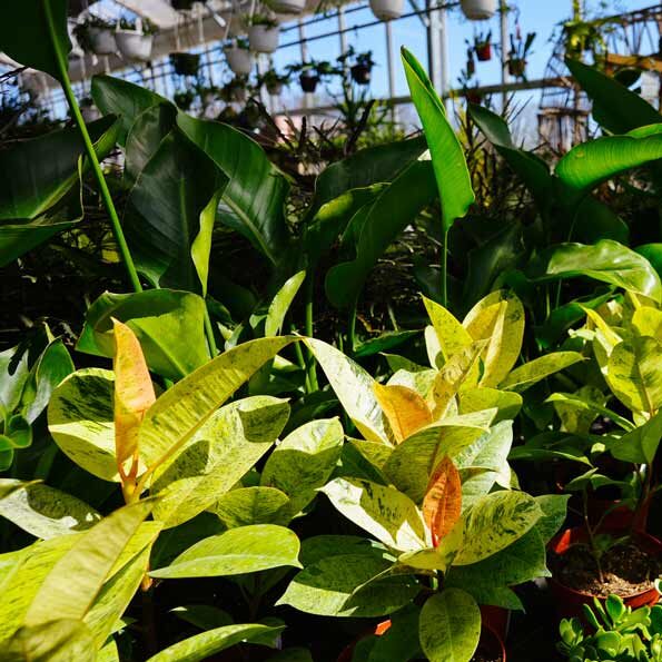 Greenhouse Plants