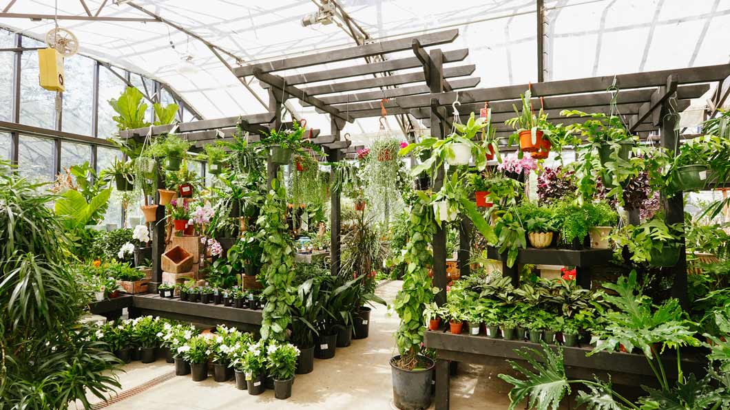 https://www.westonnurseries.com/wp-content/uploads/2024/05/Greenhouse-Lincoln-080-1.jpg