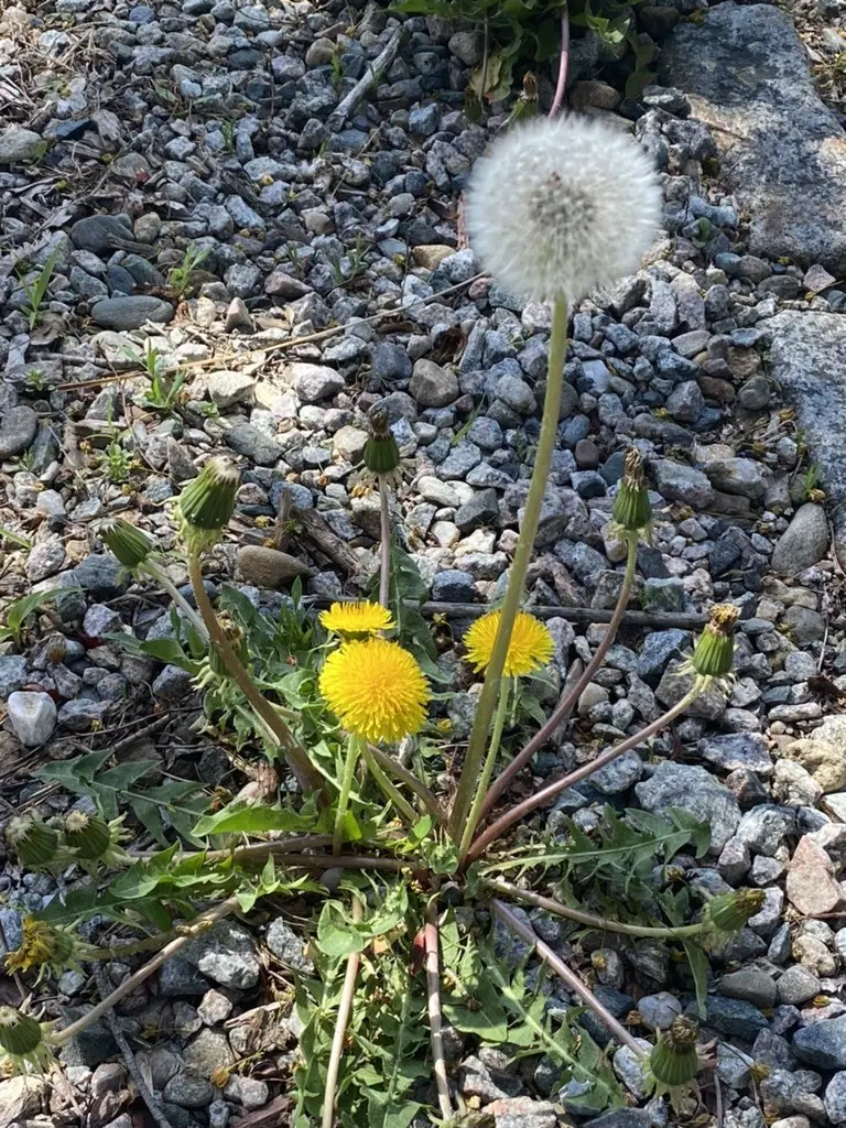 Early Spring Weeds - Weston Nurseries, image size:768x1024