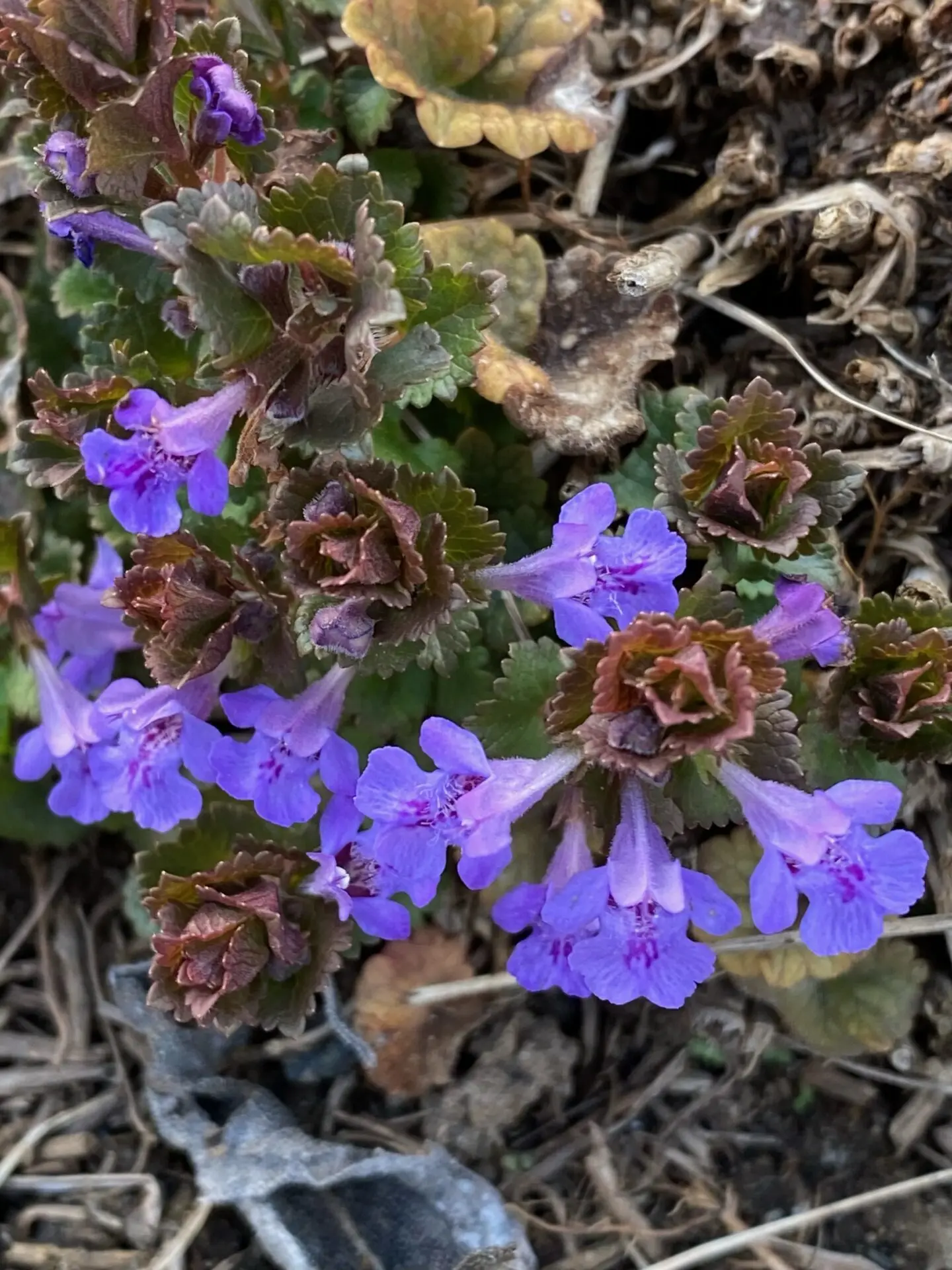 Early Spring Weeds - Weston Nurseries, image size:1440x1920