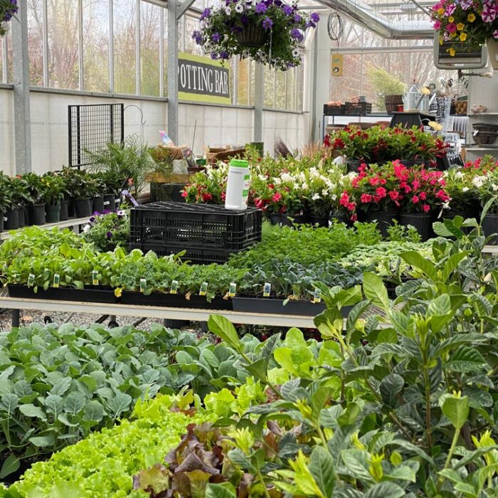 Weston Nurseries of Chelmsford interior greenhouse