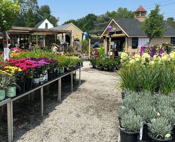 Walking through the flower yard at Weston Nurseries of Hingham