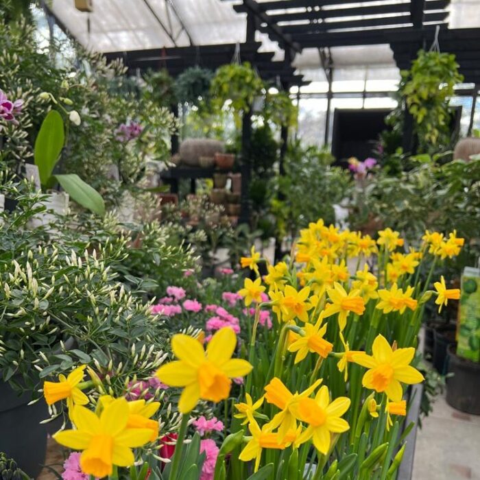 Flowers and plants inside Weston Nurseries of Lincoln's greenhouse