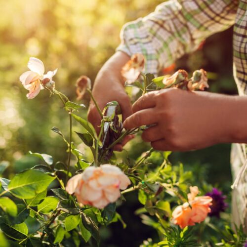 Senior woman gathering dry flowers in garden. Middle-aged woman cutting roses off. Gardening concept. Lifestyle